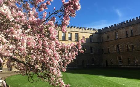Magnolia in New College
