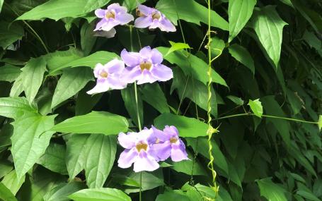 Flowers at Kew