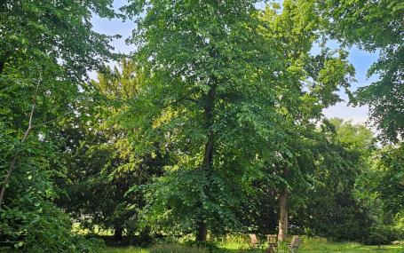 A photo of Trinity College Gardens